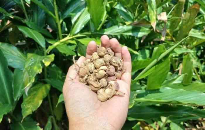 Tak Cuma Biji, Ini Deretan Manfaat yang Tersembunyi di dalam Rimpang Kapulaga