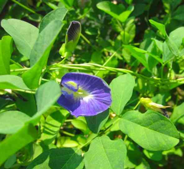 Si Biru dari Maluku dan Potensinya sebagai Anti-Inflamasi
